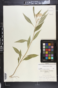 Asclepias perennis image