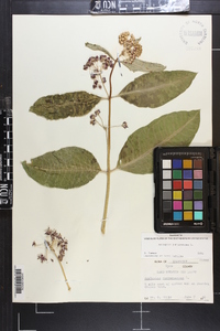 Asclepias purpurascens image