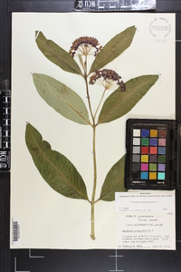 Asclepias purpurascens image