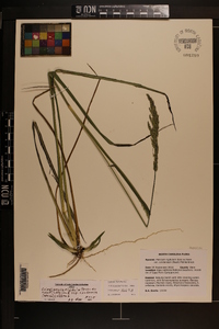 Coleataenia rigidula subsp. condensa image