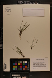 Eleocharis flavescens image