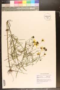 Bidens trichosperma image