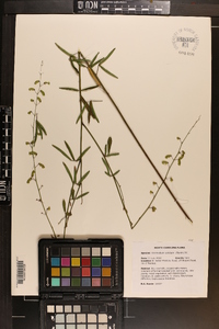 Desmodium strictum image