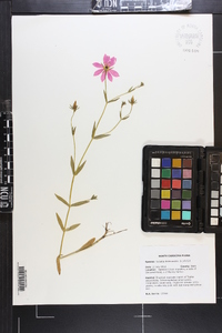 Sabatia dodecandra image