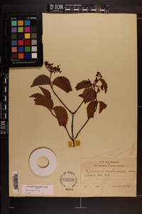 Viburnum dentatum var. deamii image