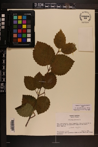 Viburnum dentatum var. deamii image