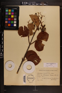 Viburnum dentatum var. deamii image