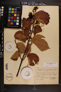 Viburnum dentatum var. deamii image