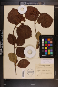 Viburnum dentatum var. deamii image