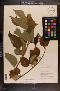 Viburnum dentatum var. deamii image