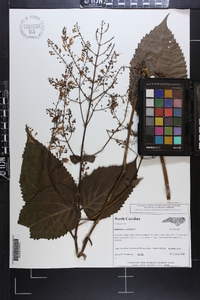 Collinsonia canadensis image