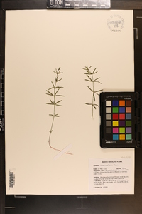 Galium uniflorum image