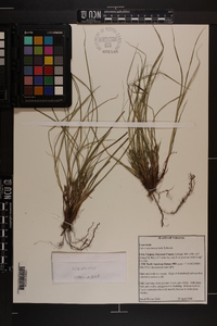 Carex nigromarginata image