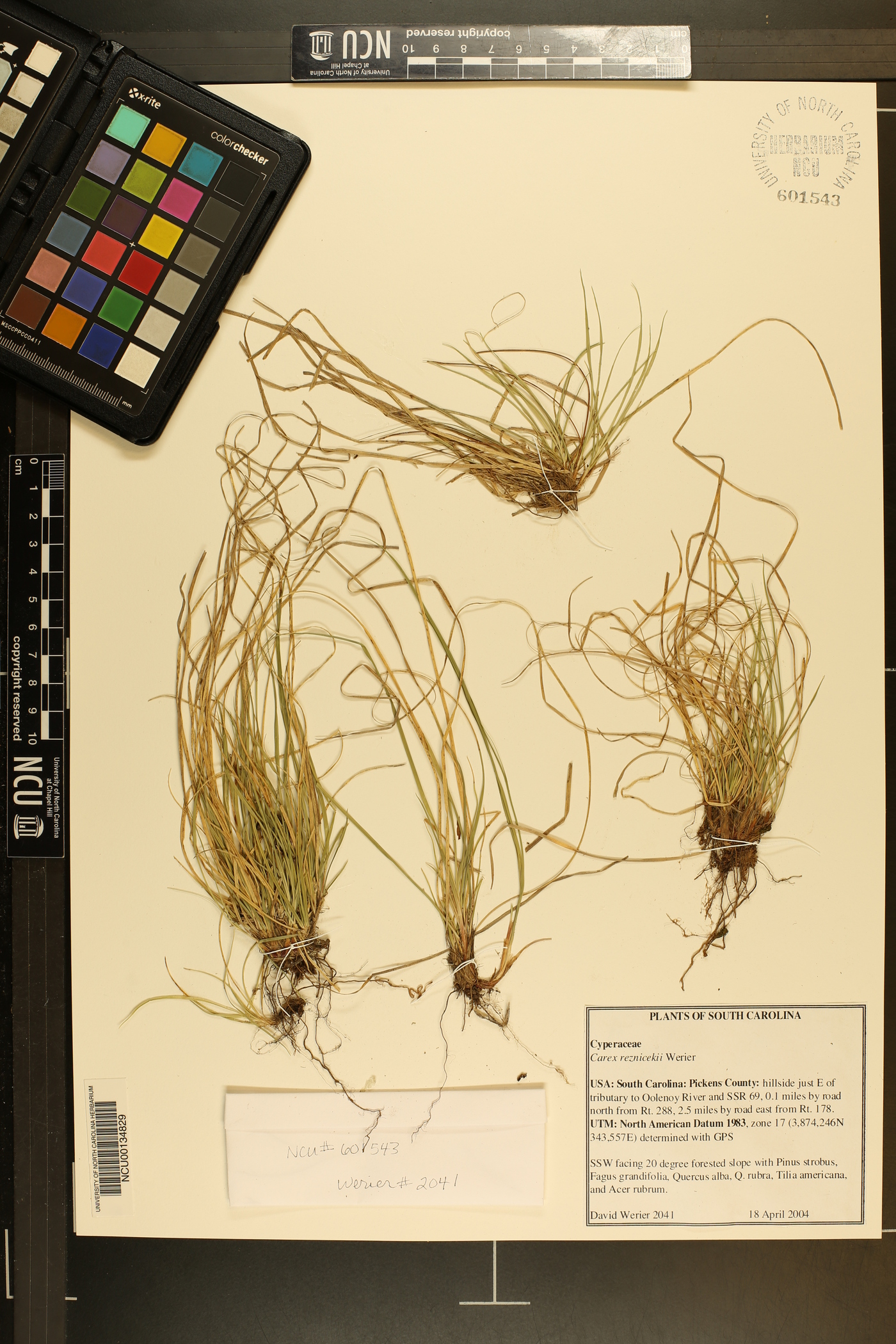 Carex reznicekii image