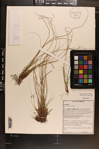 Carex reznicekii image