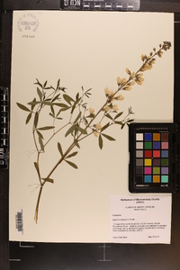 Baptisia albescens image