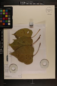 Populus deltoides subsp. deltoides image