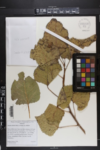 Populus deltoides subsp. deltoides image