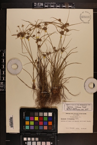 Cyperus croceus image