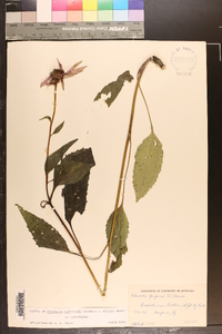 Echinacea purpurea image