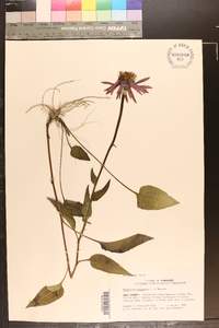 Echinacea purpurea image