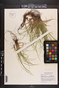 Carex floridana image