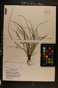 Carex calcifugens image