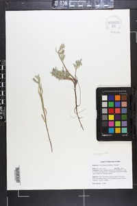 Oenothera humifusa image