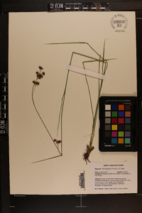 Rhynchospora harveyi image