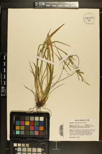 Carex striatula image