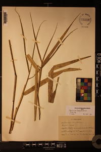 Panicum hemitomon image