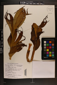 Veratrum viride image