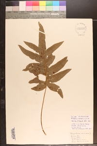 Phlebodium aureum image