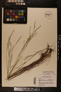 Festuca subverticillata image