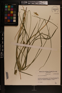 Carex normalis image