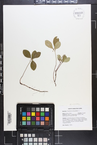 Gaultheria procumbens image