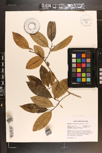 Oxydendrum arboreum image