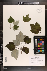 Acer rubrum var. drummondii image