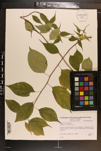 Celastrus scandens image