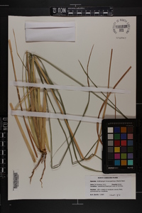 Andropogon glomeratus image