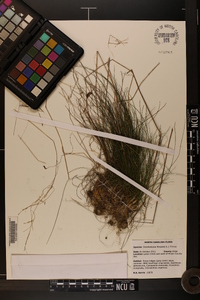 Deschampsia flexuosa image