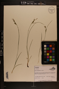 Carex conoidea image