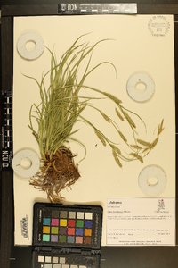 Carex cherokeensis image