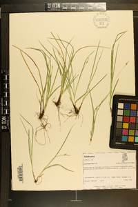 Carex basiantha image