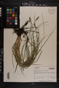 Carex muehlenbergii var. enervis image