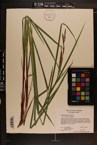 Carex aquatilis var. substricta image