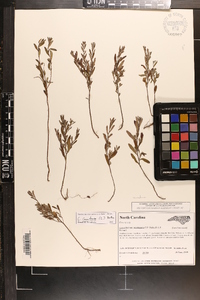 Crocanthemum propinquum image