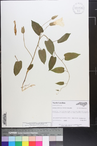 Calystegia catesbeiana subsp. catesbeiana image