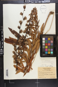 Liatris squarrulosa image