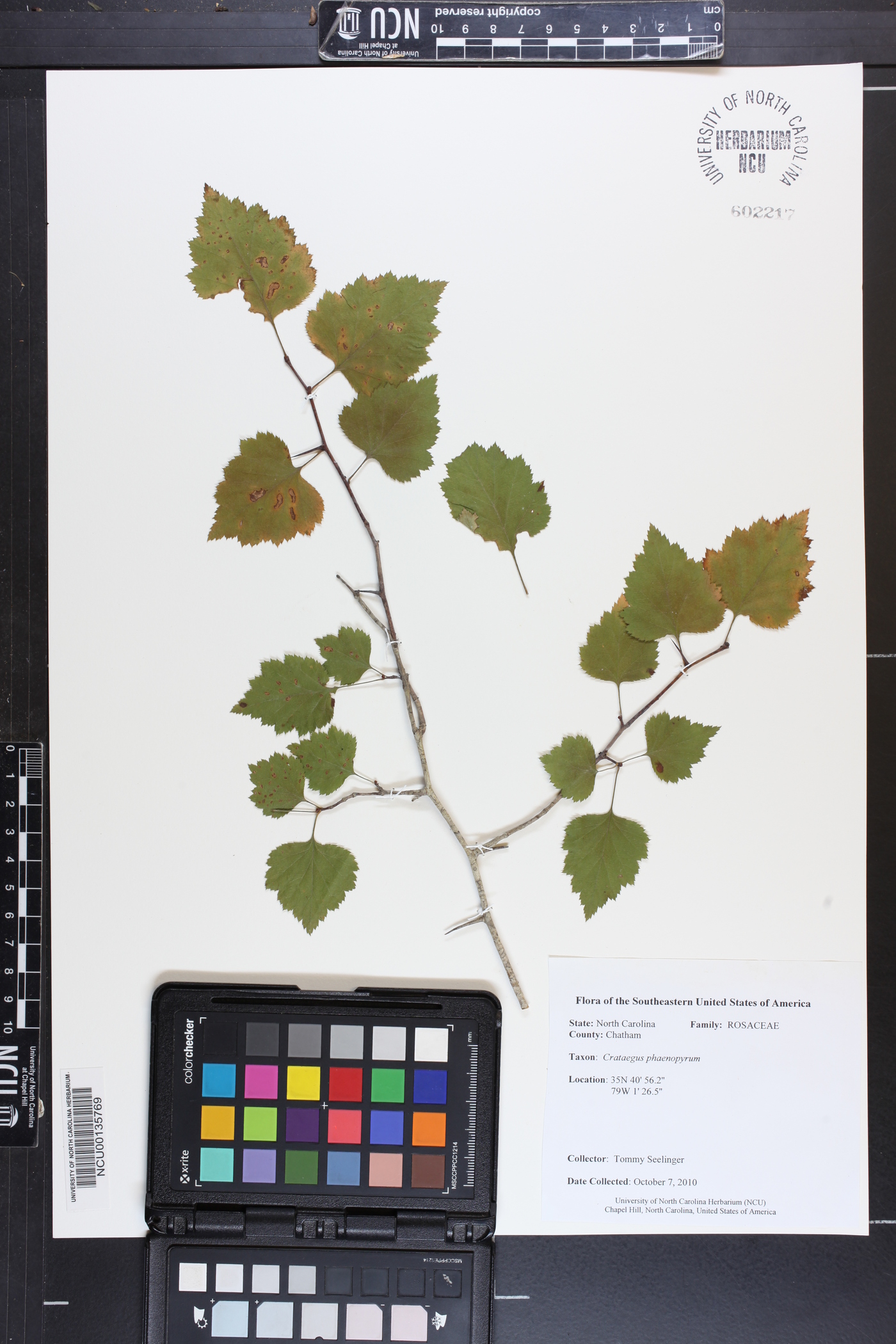 Crataegus phaenopyrum image